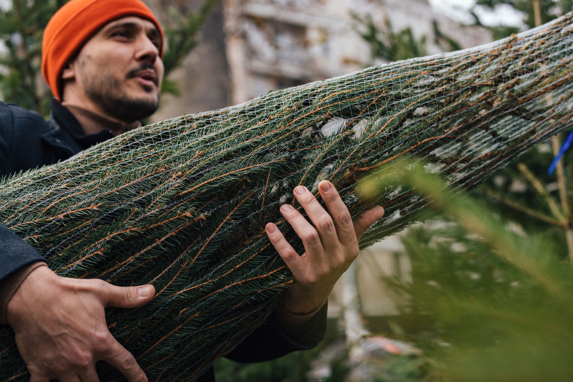 Man Carrying Freshly Cut Christmas Tree Outdoors