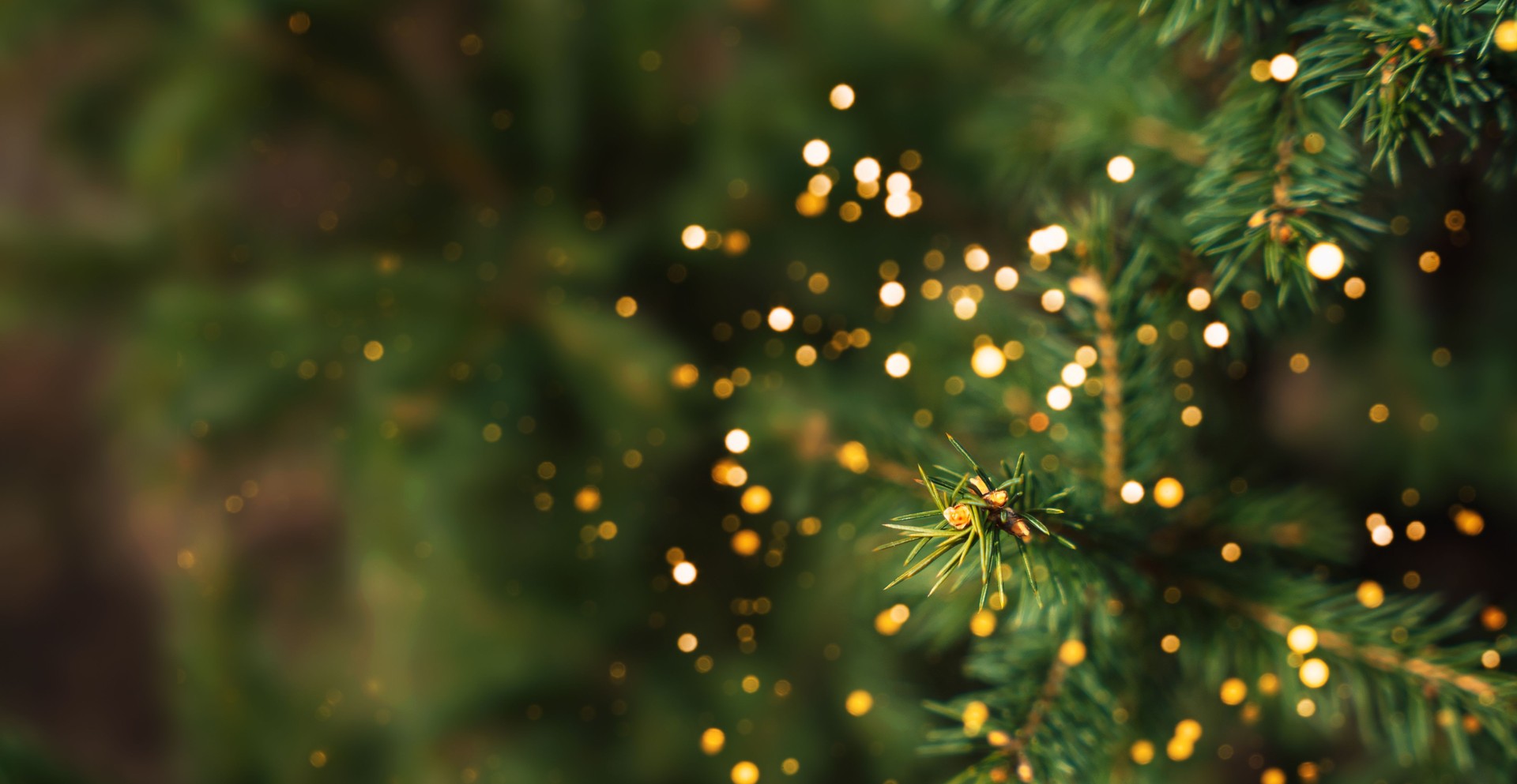 Outdoor christmas tree background with light bokeh